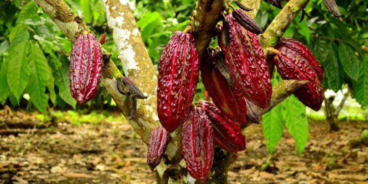 Teknik Penyambungan Tanaman Kakao