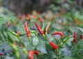 Cara menanam cabe