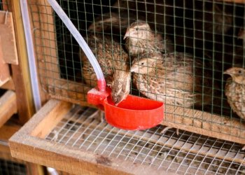 Cara Berternak Burung Puyuh