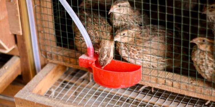 Cara Berternak Burung Puyuh