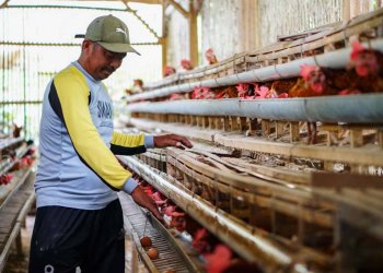 Cara Beternak Ayam Petelur