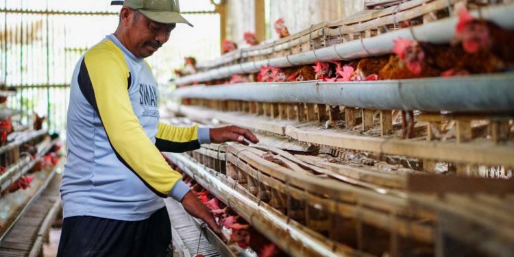 Cara Beternak Ayam Petelur