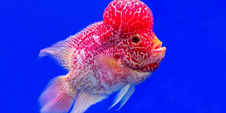 Budidaya Ikan Lou Han