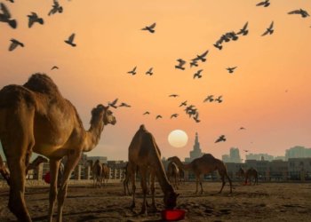 Budaya Menarik Negara Qatar