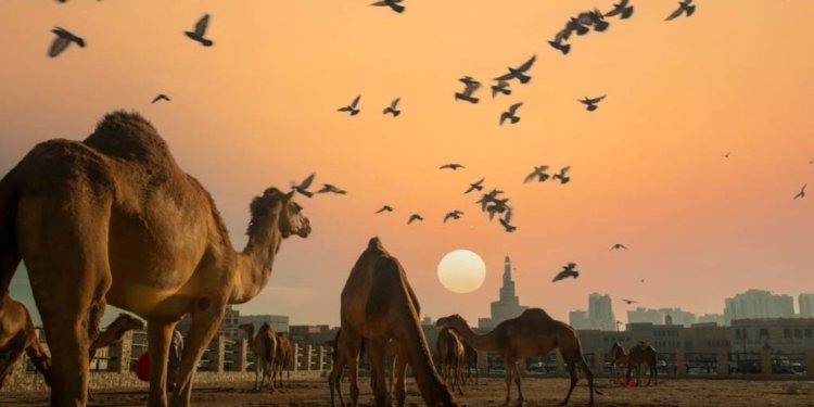 Budaya Menarik Negara Qatar